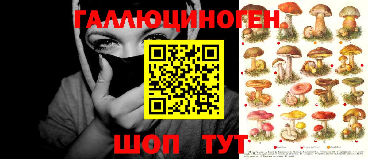 Псилоцибиновые грибы Psilocybe Боровичи
